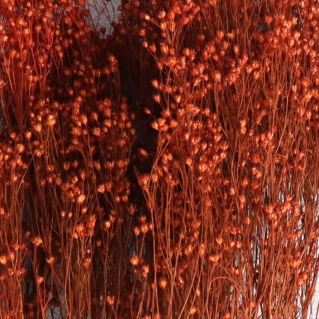 Sušený Broom Bloom terracotta – přírodní podzimní dekorace do aranžmá a kytic
